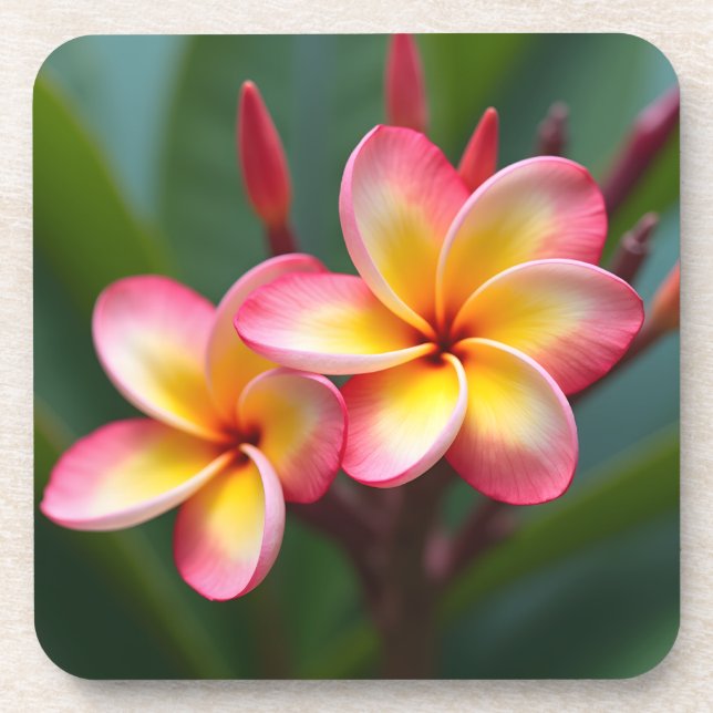 Frangipani Dwarf Tri Colour Delight   Coaster (Front)