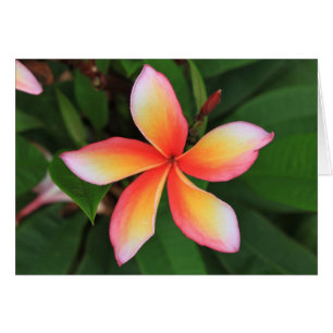 Frangipani flower