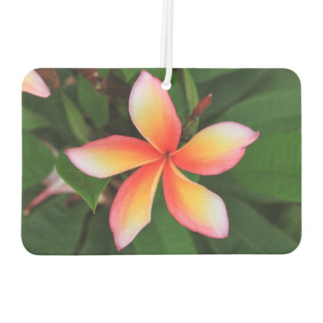 Frangipani flower car air freshener (Back)