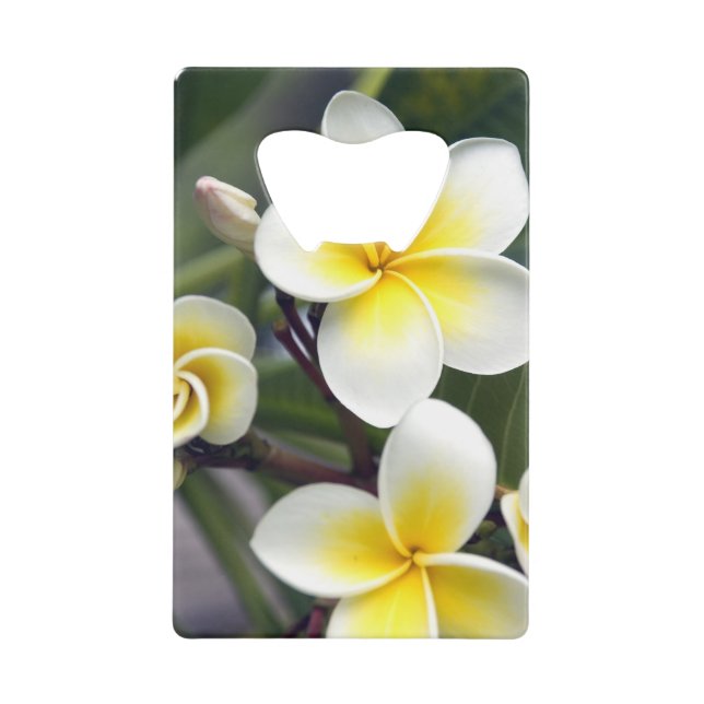 Frangipani flower Cook Islands (Front)