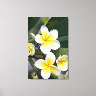 Frangipani flower Cook Islands Canvas Print