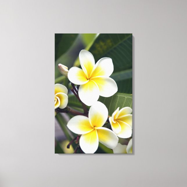 Frangipani flower Cook Islands Canvas Print (Front)