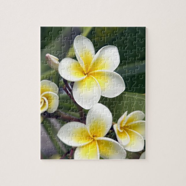 Frangipani flower Cook Islands Jigsaw Puzzle (Vertical)
