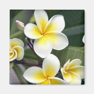 Frangipani flower Cook Islands Magnet