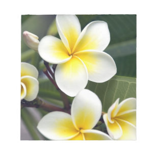 Frangipani flower Cook Islands Notepad