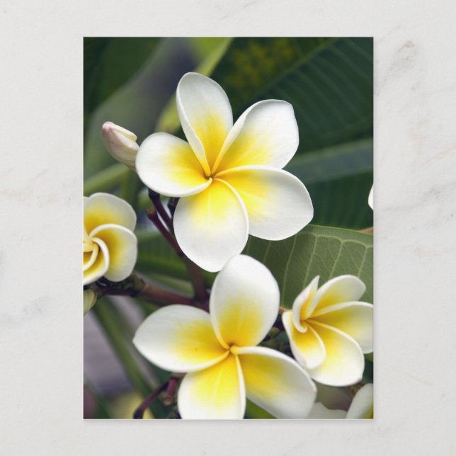 Frangipani flower Cook Islands Postcard (Front)