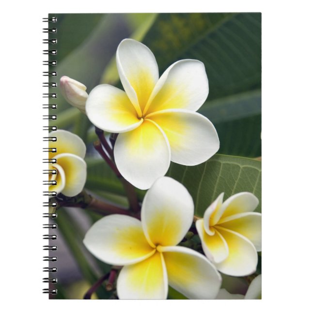 Frangipani flower Cook Islands Spiral Notebook (Front)
