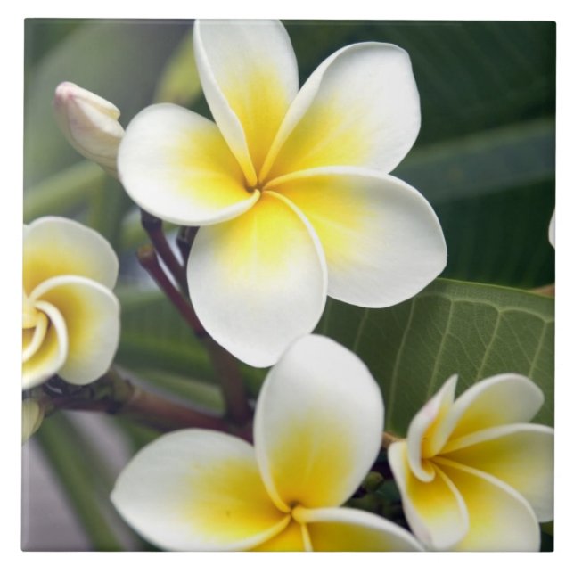 Frangipani flower Cook Islands Tile (Front)