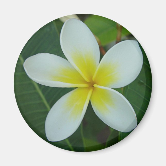 Frangipani Flower Magnet (Front)