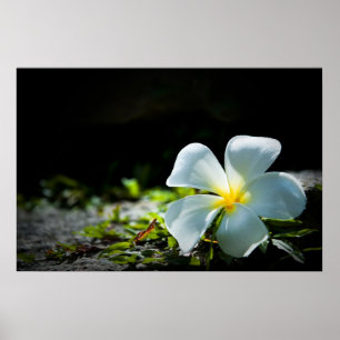 Frangipani flower poster