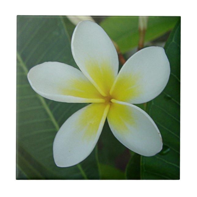 Frangipani Flower Tile (Front)