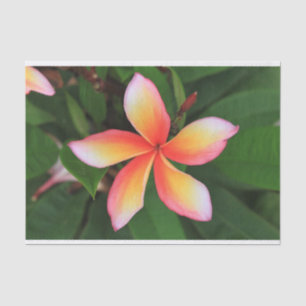 Frangipani flower tissue paper