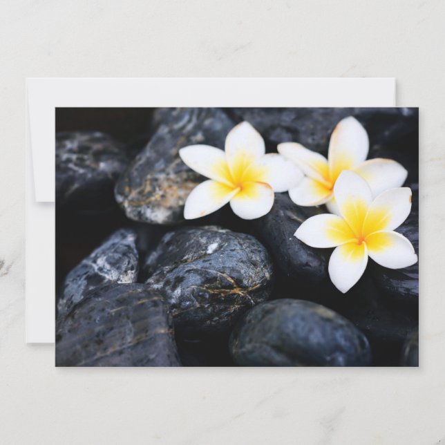 Frangipani flowers (Front)