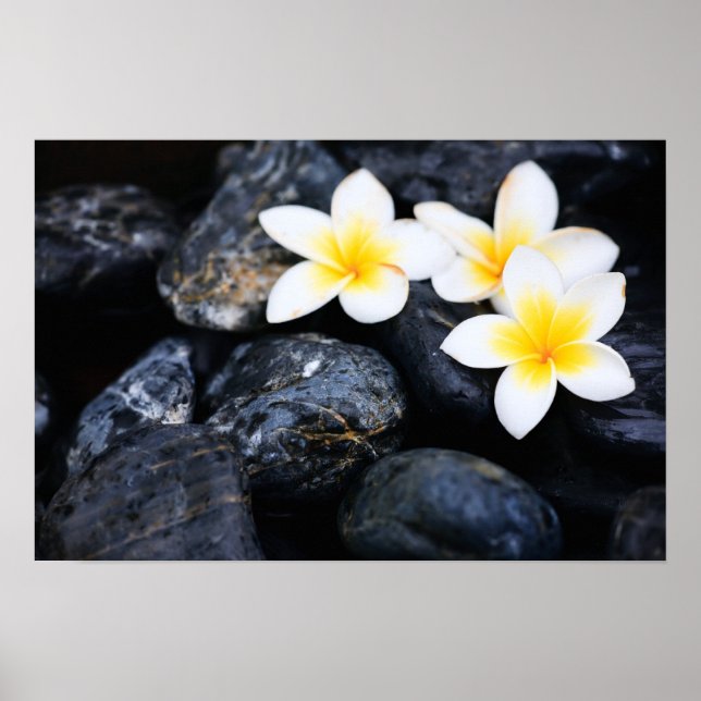 Frangipani flowers poster (Front)