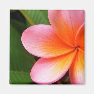 Frangipani Magnet