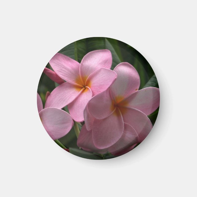 Frangipani mini-magnet magnet (Front)