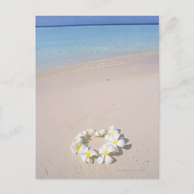 Frangipani on the beach postcard (Front)