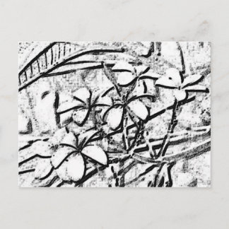 Frangipani Pencil Art Postcard