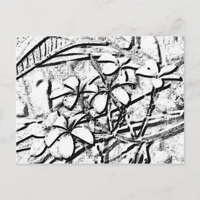 Frangipani Pencil Art Postcard (Front)