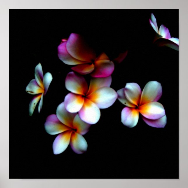frangipani photo print (Front)