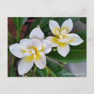 Frangipani Postcard - Bali Whirl