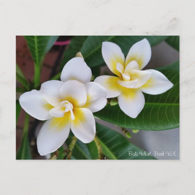 Frangipani Postcard - Bali Whirl (Front)