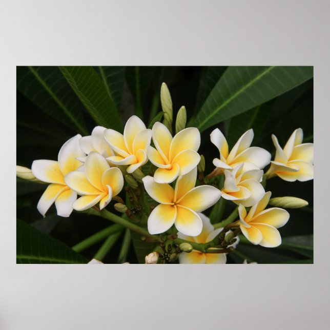 Frangipani Poster (Front)