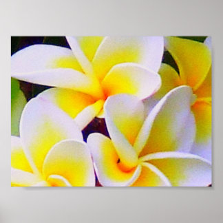 frangipani Poster
