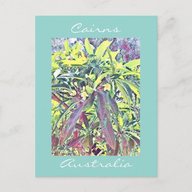Frangipani Tree Cairns Australia tropical Postcard (Front)