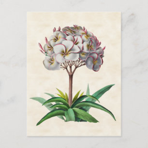 Frangipani Vintage Botanical Postcard