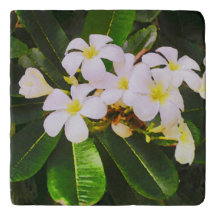 Frangipanis (Plumeria) in Tahiti