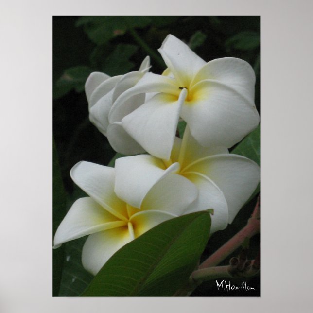 Frangipanis Poster Prints (Front)