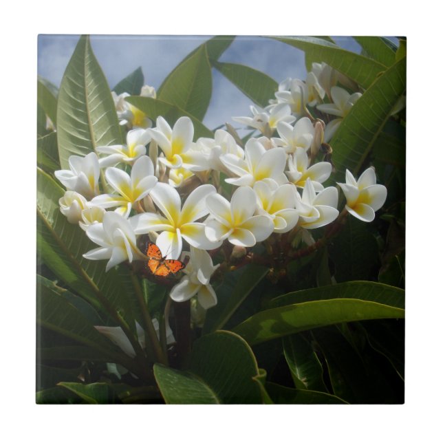 Frangipanis With Butterfly, Ceramic Tile (Front)