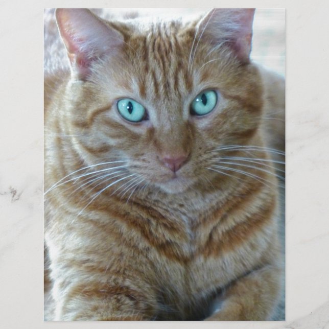 Frankie (Front)