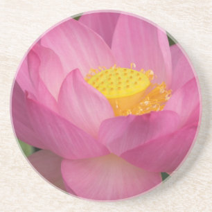 Franklin NC, Perry's Water Garden, Lotus 2 Coaster