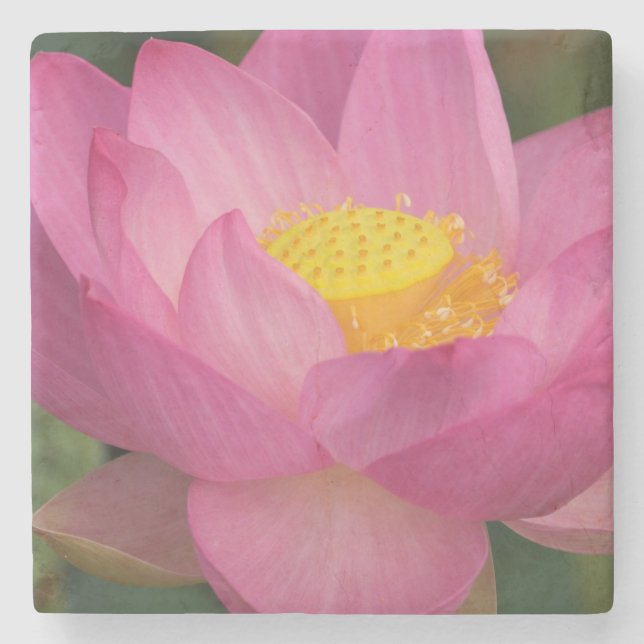 Franklin NC, Perry's Water Garden, Lotus 2 Stone Coaster (Front)