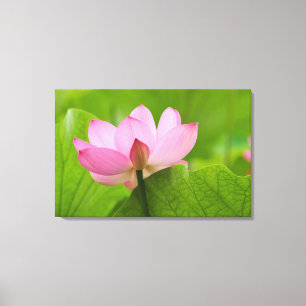 Franklin NC, Perry's Water Garden, Lotus Canvas Print