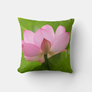 Franklin NC, Perry's Water Garden, Lotus Cushion