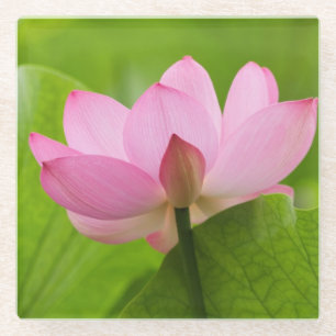 Franklin NC, Perry's Water Garden, Lotus Glass Coaster