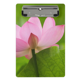 Franklin NC, Perry's Water Garden, Lotus Mini Clipboard