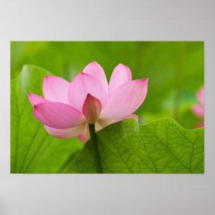 Franklin NC, Perry's Water Garden, Lotus Poster