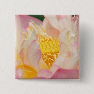 Franklin NC, Perry's Water Garden, Lotus with 15 Cm Square Badge