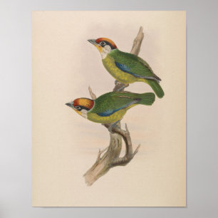 Franklin's Barbet by John Gould Print