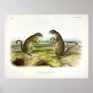 Franklin's Marmot-Squirrel or Ground Squirrel Poster