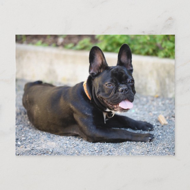 Französisch Bulldog Postcard (Front)