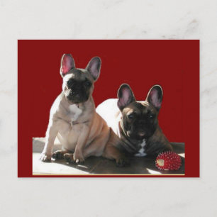 Französische Buldoggen Flo und Fips Postcard