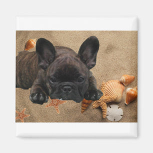 Französische Bulldogge Magnet