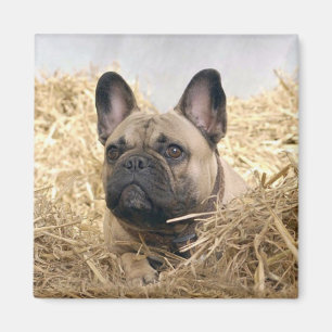 Französische Bulldogge Magnet