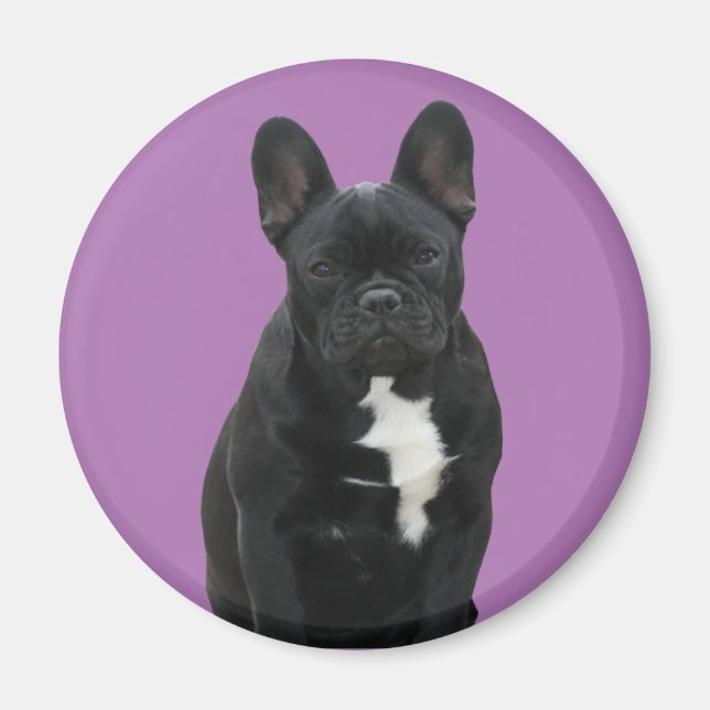 Französische Bulldogge Magnet (Front)