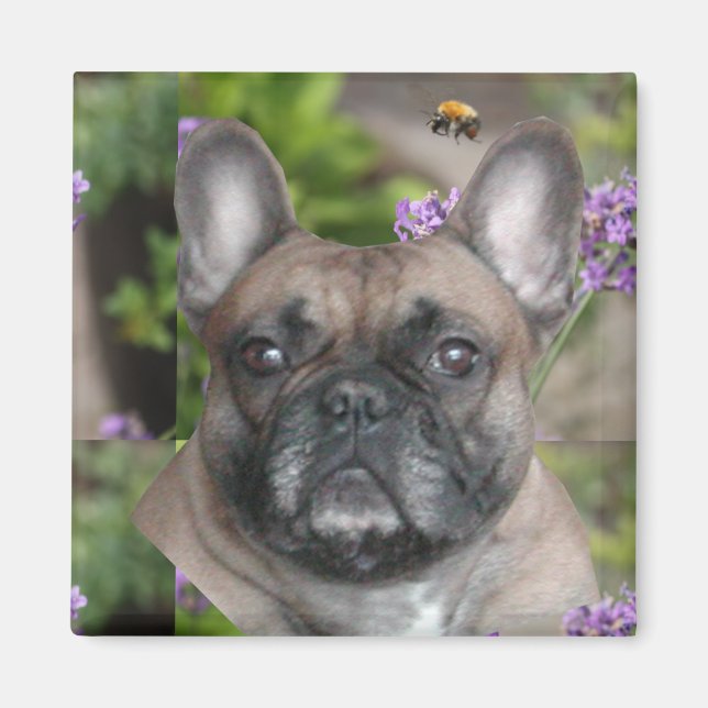 Französische Bulldogge Magnet (Front)